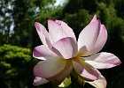 lotus (8)